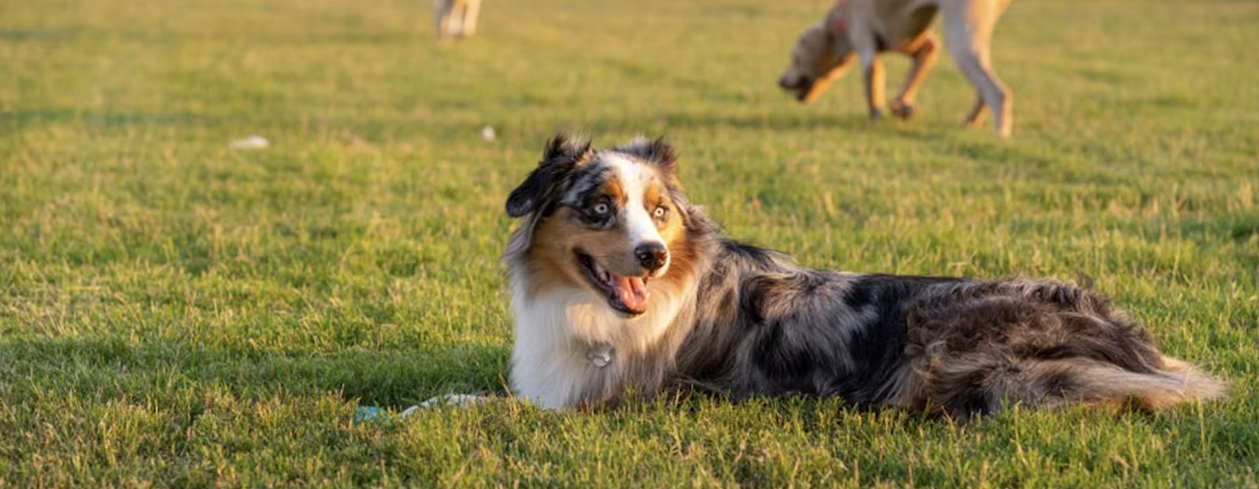 condo for rent with dog park