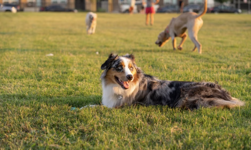 condo for rent with dog park
