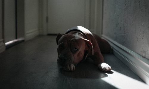 pit bull in apartment - apartments that allow pit bulls pit bull in apartment - apartments that allow pit bulls