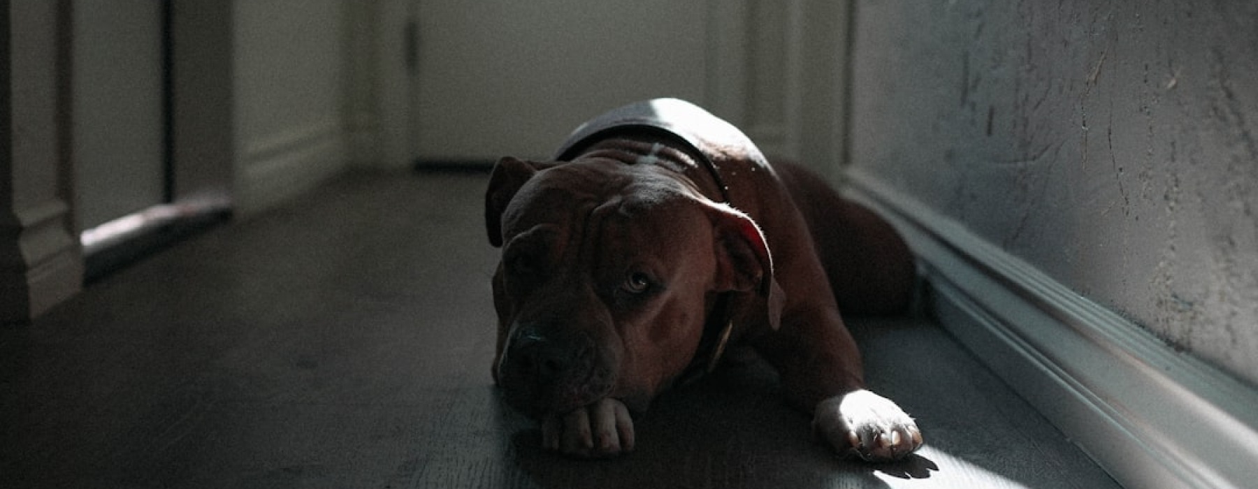pit bull in apartment - apartments that allow pit bulls