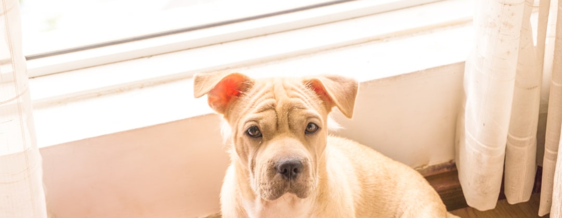 no breed restriction apartment pet owner with dog in modern rental residence