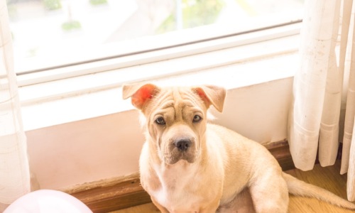 no breed restriction apartment pet owner with dog in modern rental residence