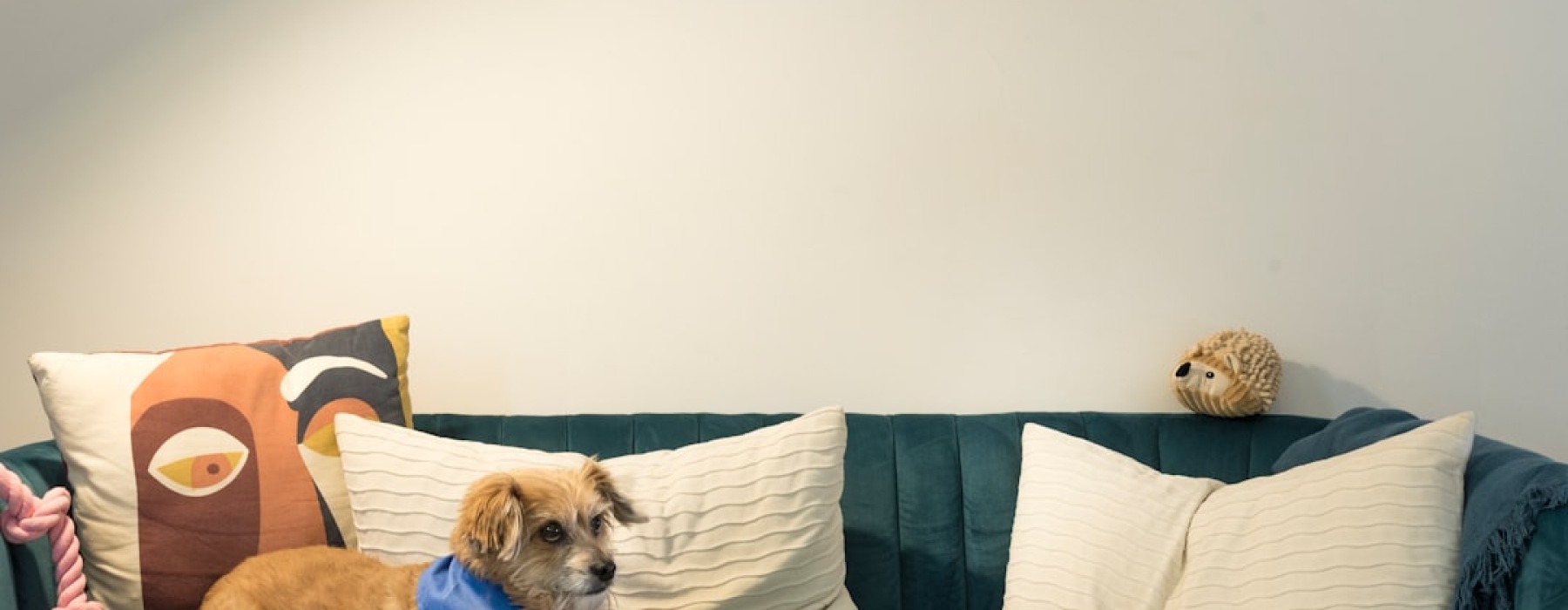 pet-friendly-apartments-chicago-guide