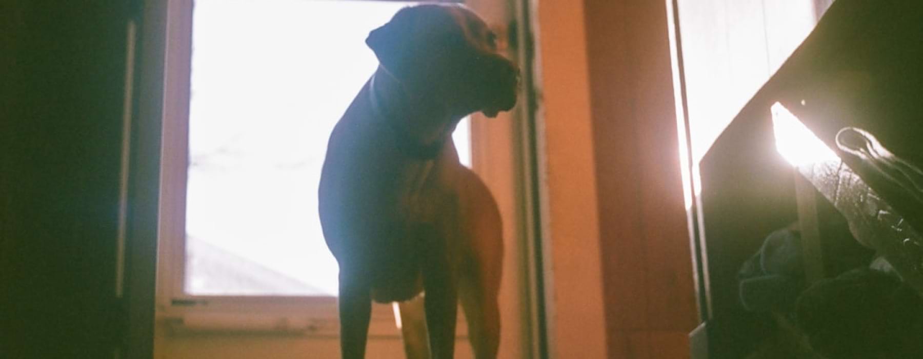 Large dog in apartment - apartments that allow large dogs