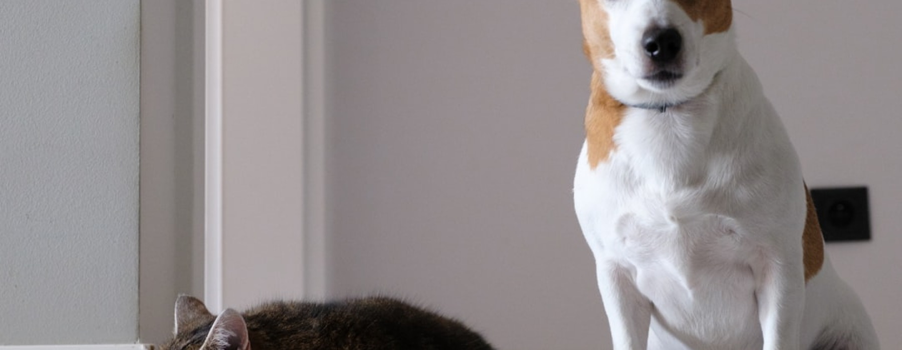 pet friendly apartments for rent