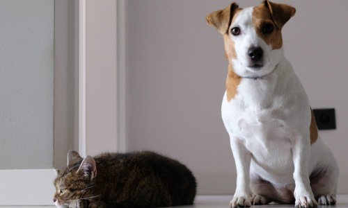 pet friendly apartments for rent