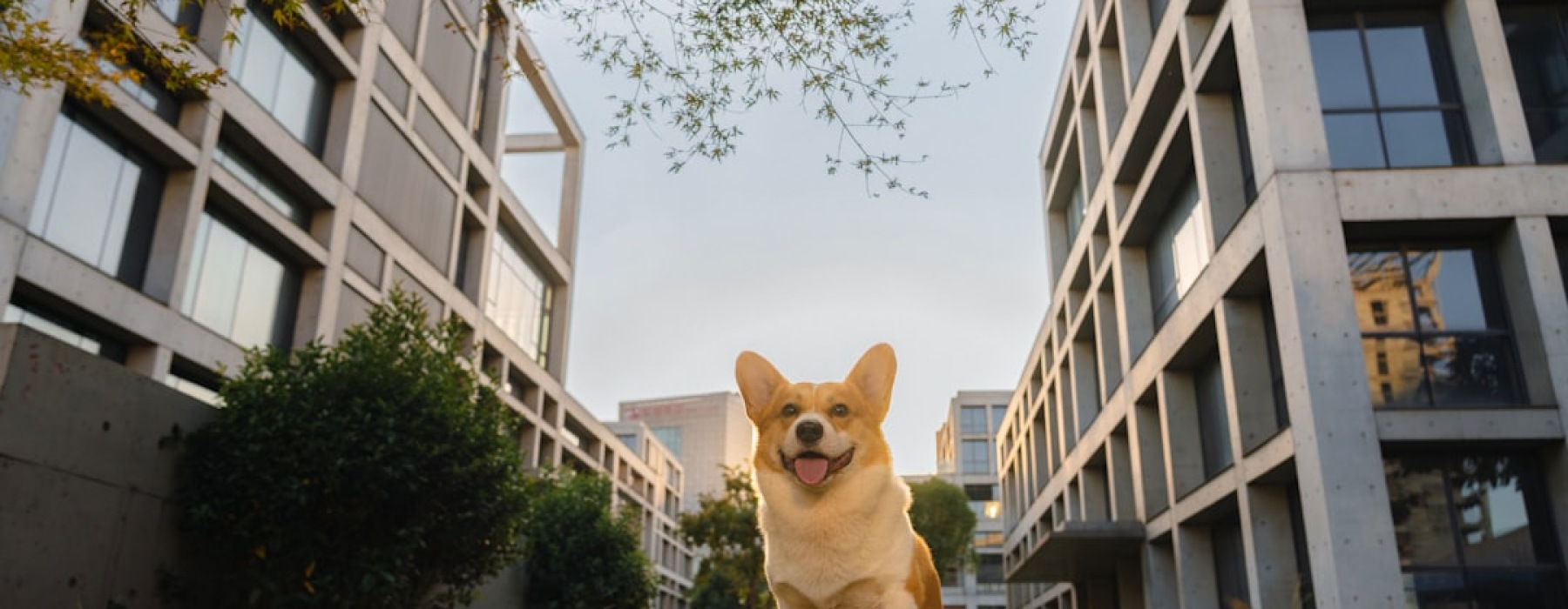 pet-friendly apartments