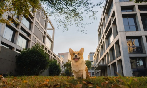 pet-friendly apartments